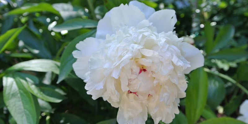 Madame de Verneville