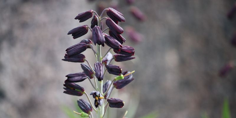 Persian Lily