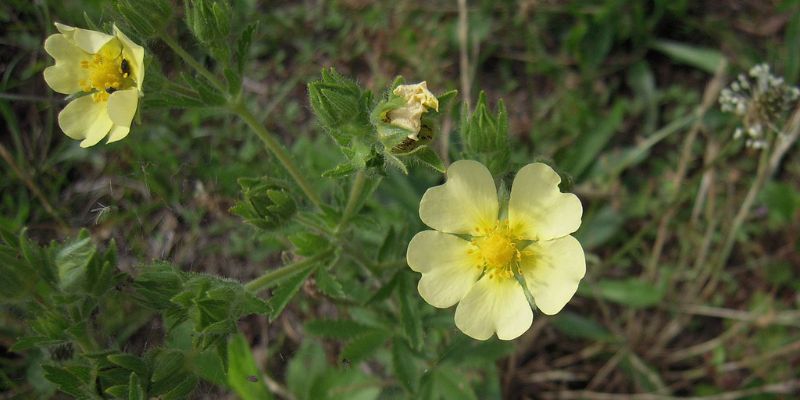 Sulfur Cinquefoil