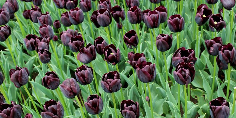 Tulip
