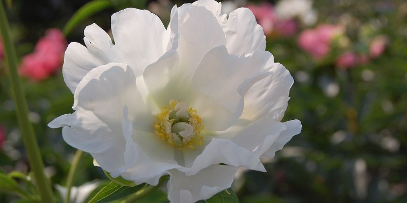 White Innocence
