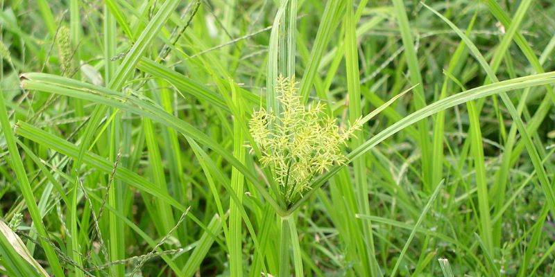 Yellow Nutsedge
