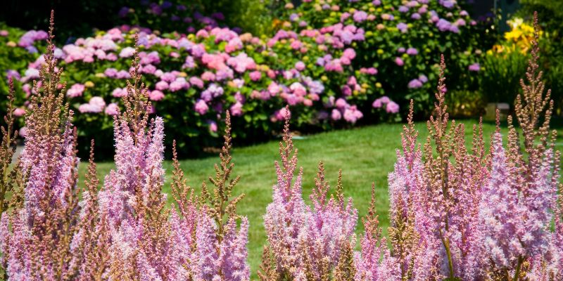 Companion Plants for Astilbe | Growing a Diverse Shade Garden 5 astilbe and hydrangea