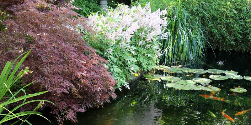 Companion Plants for Astilbe | Growing a Diverse Shade Garden 1 astilbe near pond