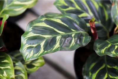 calathea leaves curling