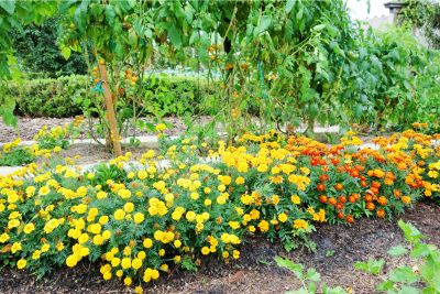 companion plants for marigolds
