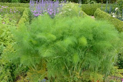 dill companion plants