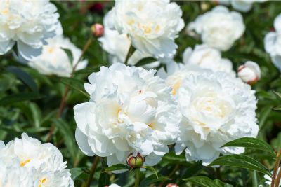 white peonies