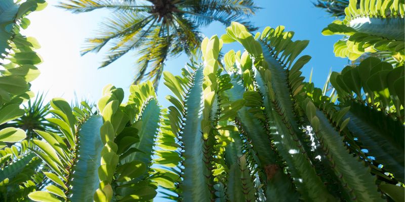 African Milk Tree