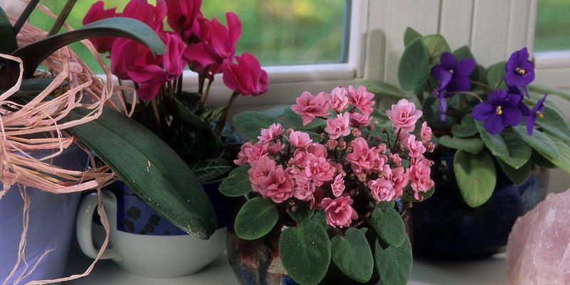 African Violets
