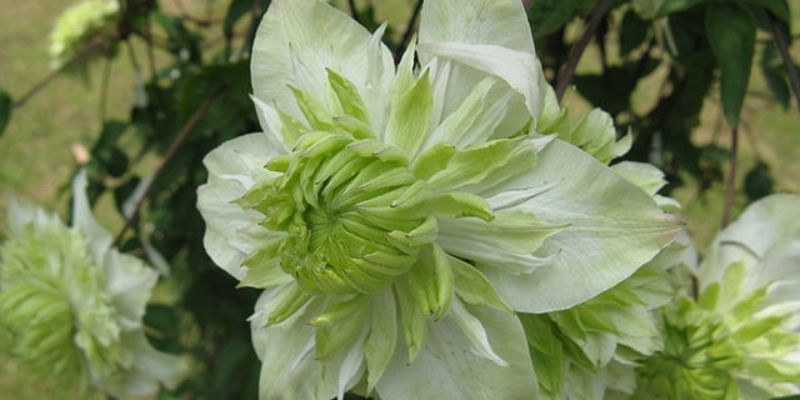 Alba Plena Clematis
