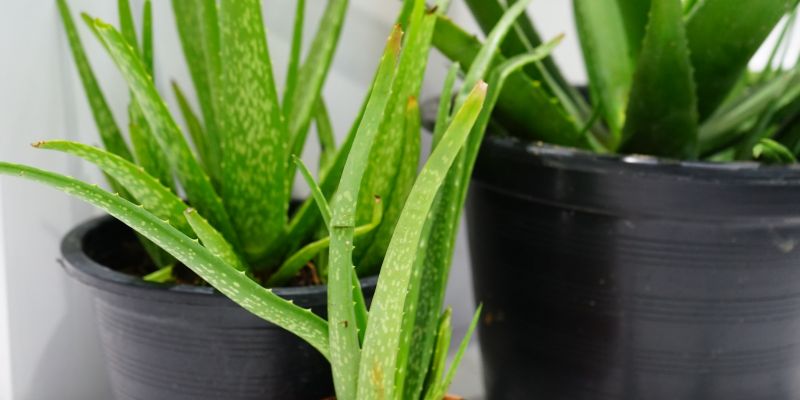  Aloe Vera