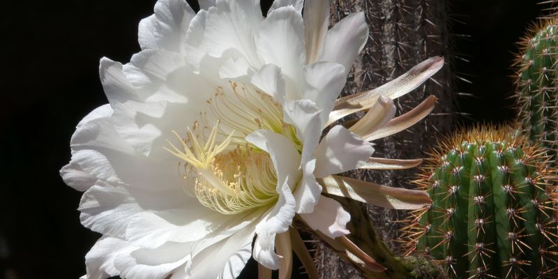 An Organ pipe cactus in bloom
