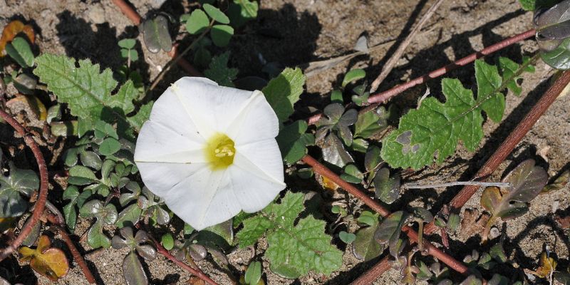 Beach Morning Glory
