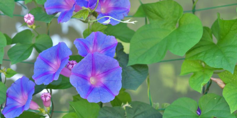 Blue Morning Glory
