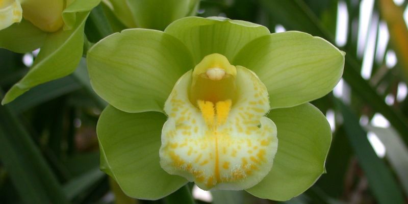 Boat Orchid
