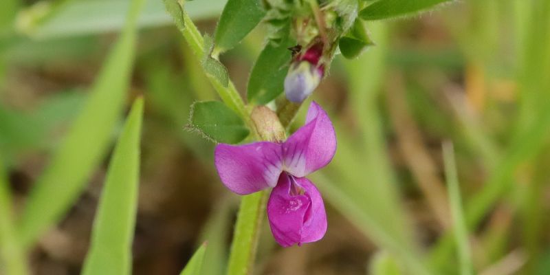 22 Weeds With Purple Flowers That Might Be in Your Garden 29 Bush Vetch