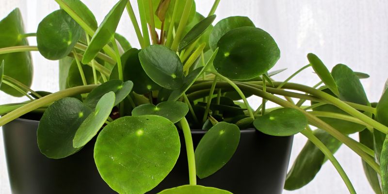 Chinese Money Plant