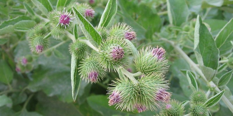 22 Weeds With Purple Flowers That Might Be in Your Garden 43 Common Burdock