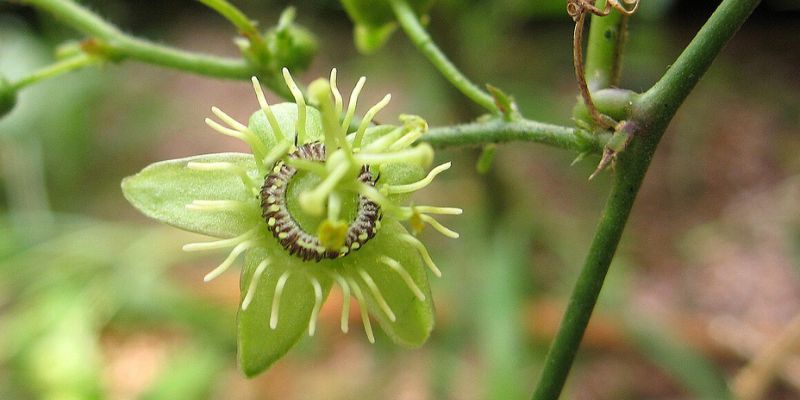Corkystem Passionflower