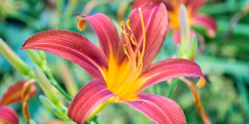 Daylily