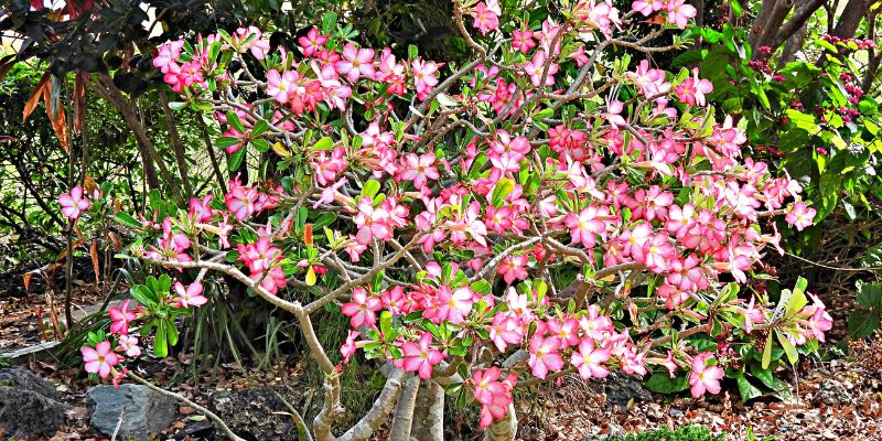 Desert Rose