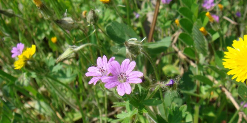 22 Weeds With Purple Flowers That Might Be in Your Garden 35 Dove’s Foot Cranesbill