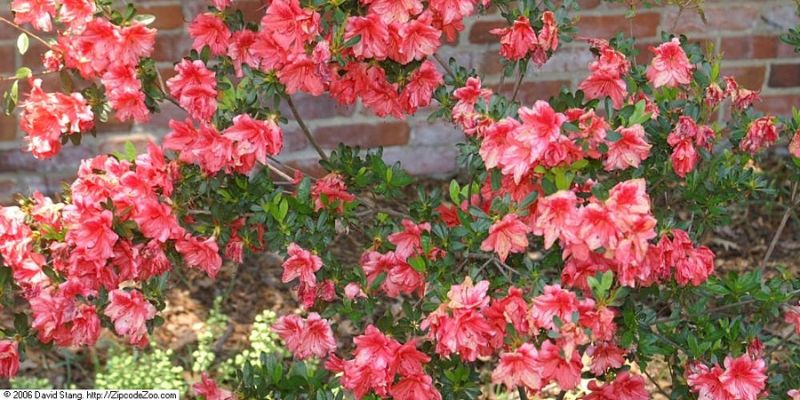  Fashion Azalea
