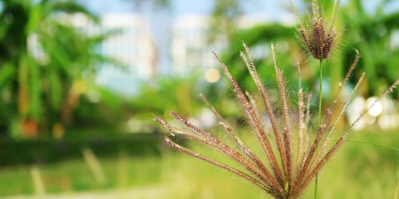 15 Weeds That Look Like Wheat | Grassy Weed Control 19 Feather Fingergrass