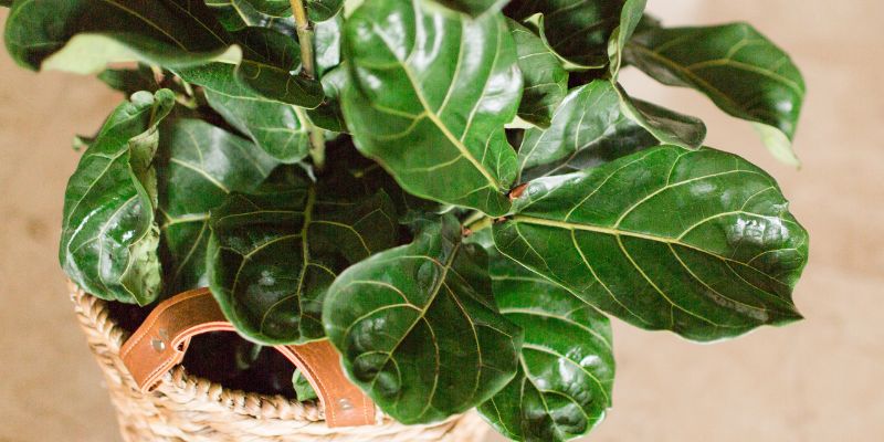 Fiddle Leaf Fig