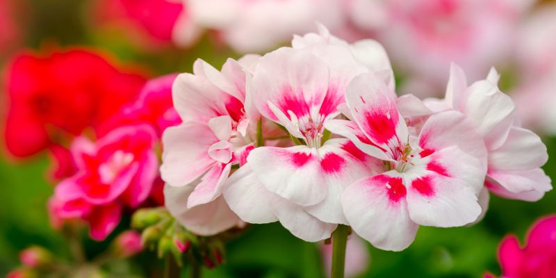 Garden Geranium