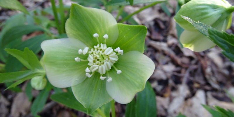 Green Hellebore
