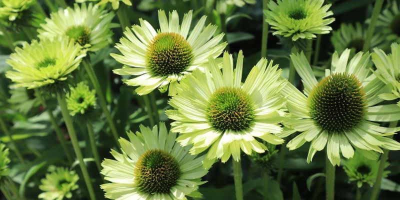 Green Jewel Coneflower