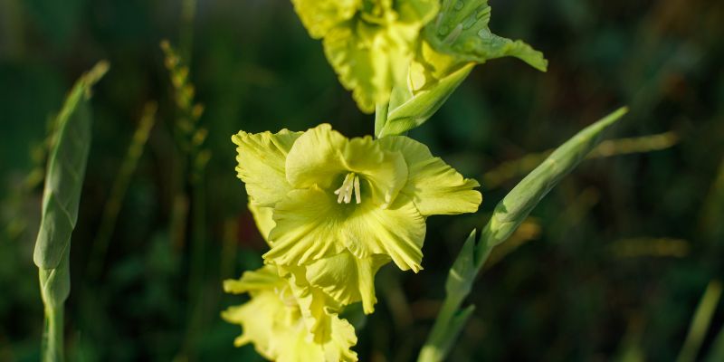 Green Star Gladiolus
