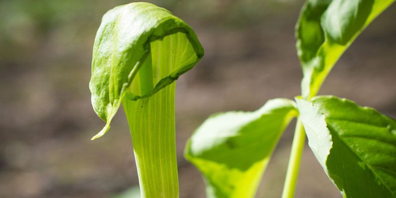 Jack-in-the-Pulpit
