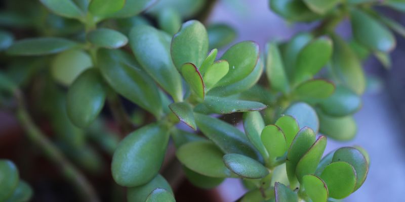 Jade Plant