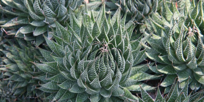 14 Types of Aloe Plants 7 Lace Aloe
