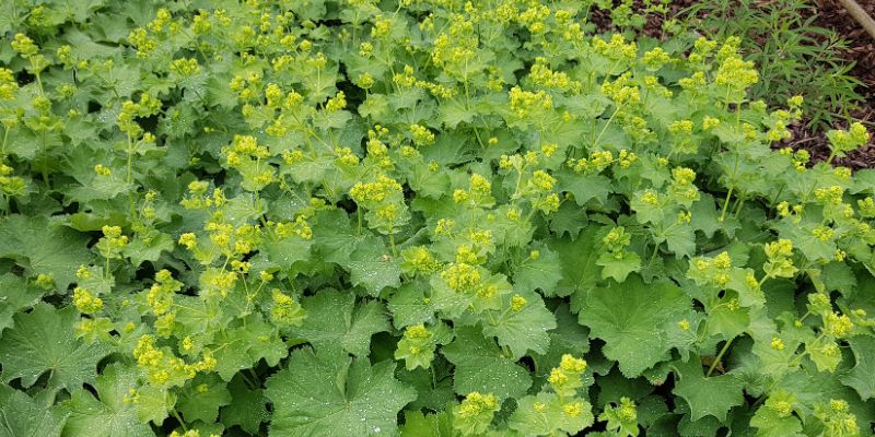 Lady’s Mantle