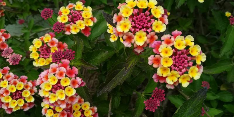 Lantana