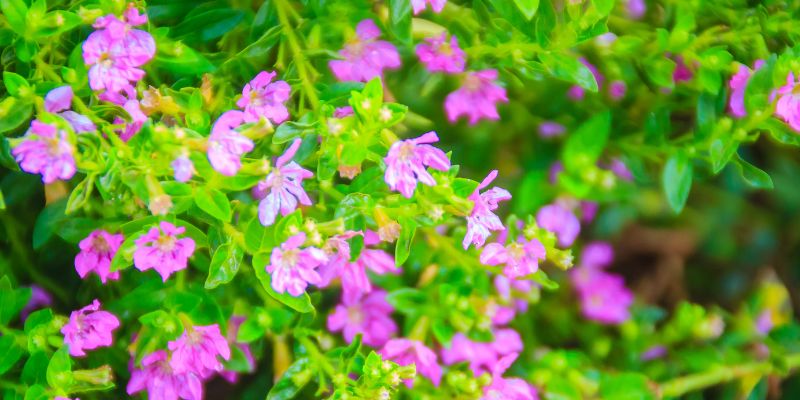 Mexican Heather