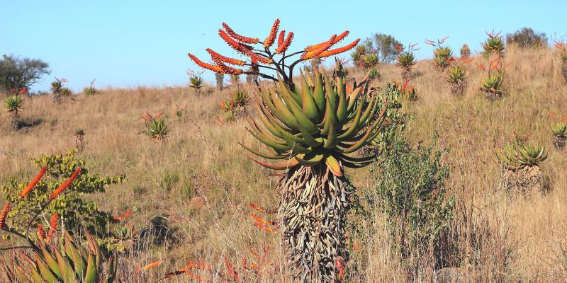 14 Types of Aloe Plants 15 Mountain Aloe