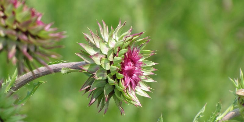 22 Weeds With Purple Flowers That Might Be in Your Garden 13 Nodding Thistle