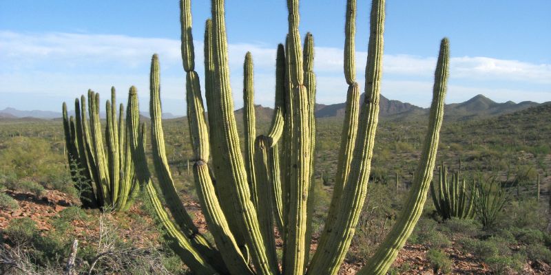 Organ Pipe Cactus