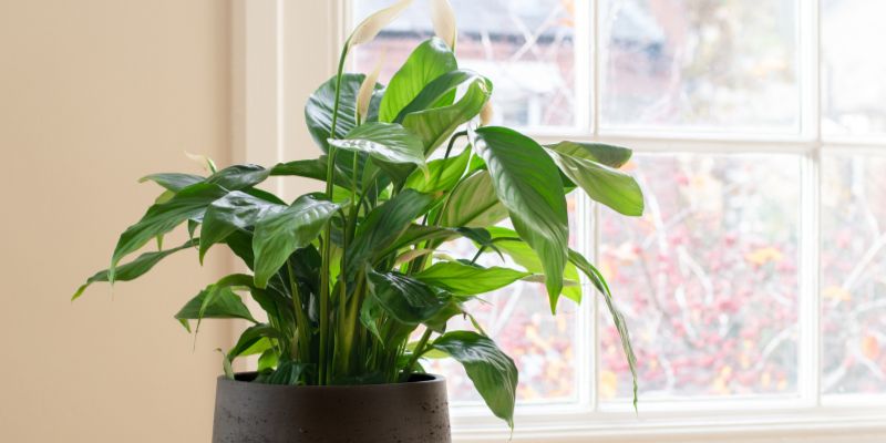 Peace Lily