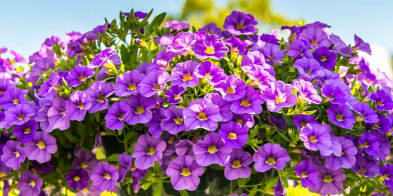 Petunia
