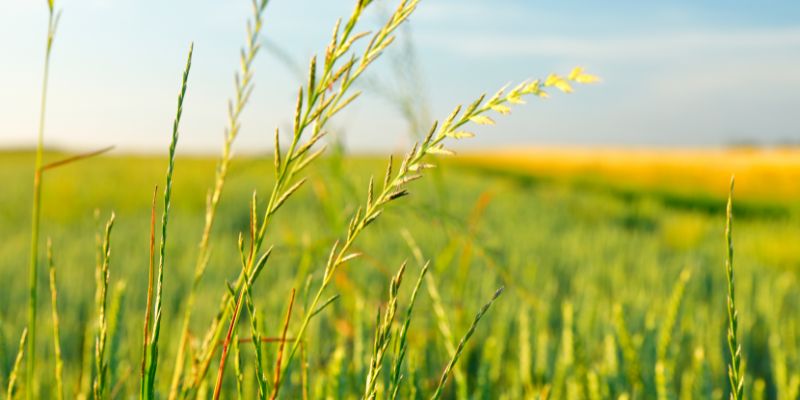 15 Weeds That Look Like Wheat | Grassy Weed Control 5 Ryegrass
