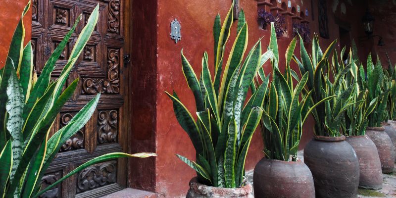 Snake Plant