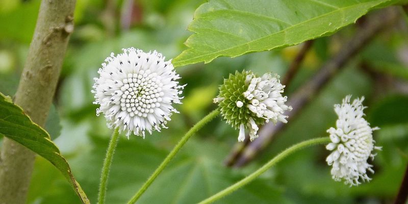 Snow Squarestem