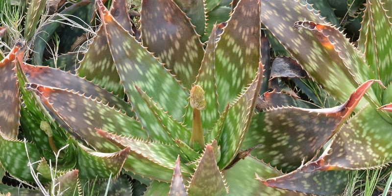 14 Types of Aloe Plants 23 Soap Aloe
