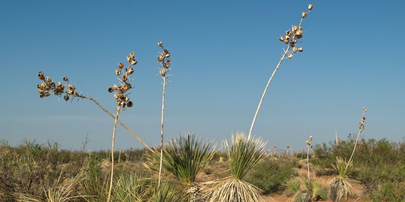 Soaptree Yucca 